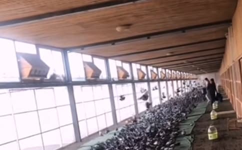 賽級(jí)信鴿戰(zhàn)力驚人！